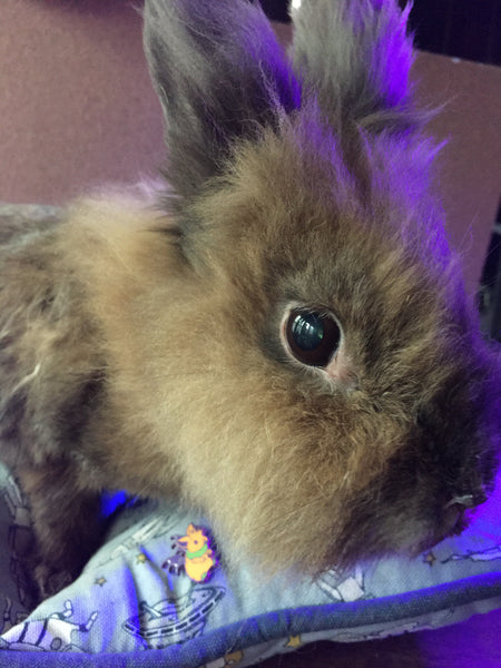 Bat Bunny 1" Soft Enamel Pin: Blind Bag